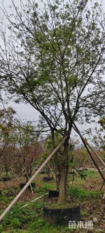 20公分朴树
