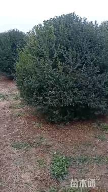 冠幅250厘米小叶女贞球