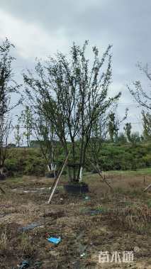 50公分(5杆)丛生朴树