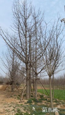 25公分丛生银杏