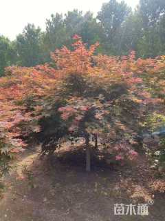 10公分日本红枫