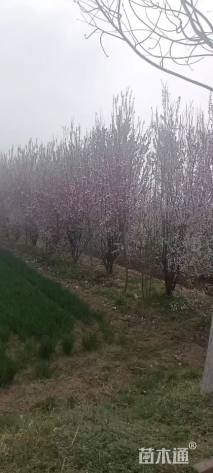 高度4500厘米丛生紫叶李