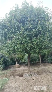 14公分红叶石楠