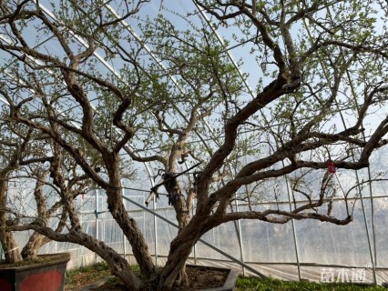 30公分造型石榴