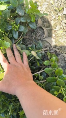 0.1公分无刺枸骨