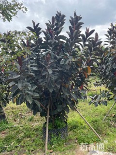 高度300厘米黑金刚橡皮树