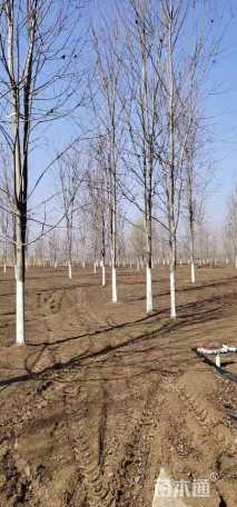 13公分美国红枫