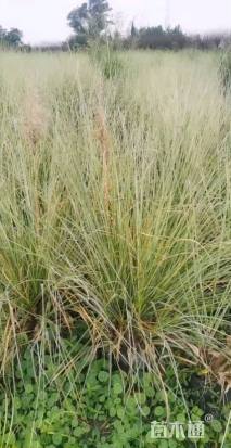 高度1200厘米花叶蒲苇