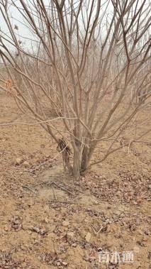 高度400厘米丛生黄栌