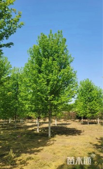 18公分美国红枫