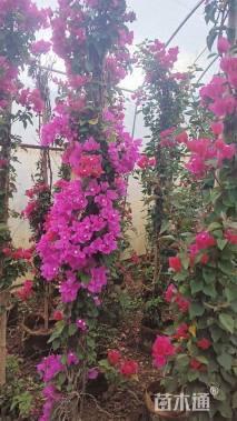 高度180厘米三角梅