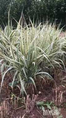 高度10厘米花叶芦竹