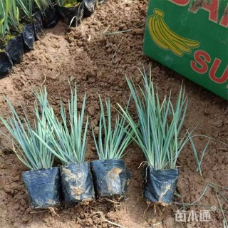 高度20厘米紫露草