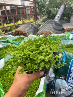 高度15厘米翠云草