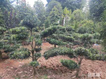 原生苗造型罗汉松