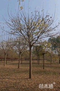 24公分金叶复叶槭