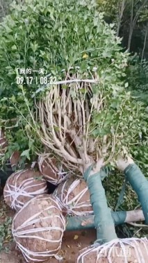 13公分二乔玉兰