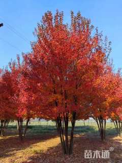 高度600厘米丛生美国红枫