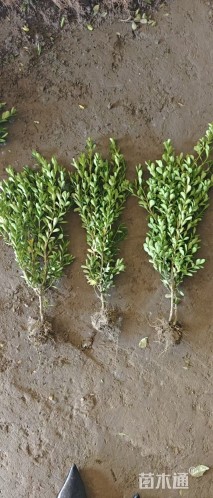 高度40厘米瓜子黄杨