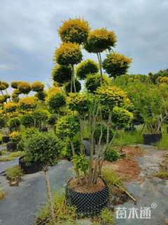 8公分造型亮晶女贞