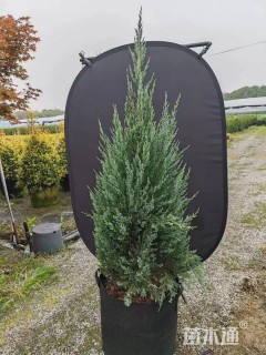 高度40厘米黄金枸骨球