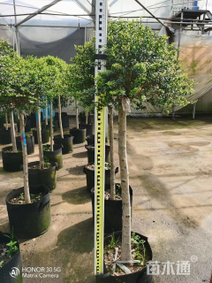 2公分造型川滇蜡树