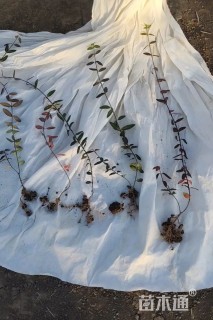 40厘米小叶扶芳藤