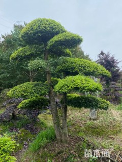 20公分造型榆树