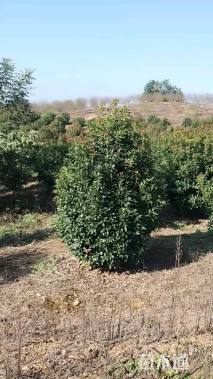 高度350厘米丛生桂花