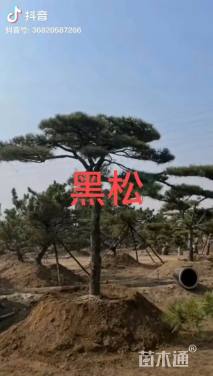 12公分造型黑松