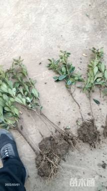 高度40厘米海桐