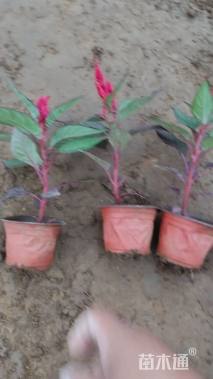 高度15厘米一支笔