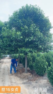 15公分大叶女贞