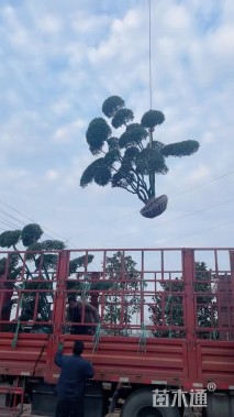 13公分造型女贞