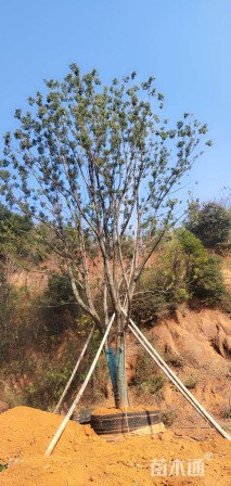 70公分多杆香樟