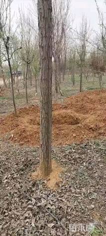 15公分速生楸树