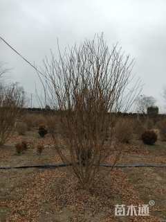 高度300厘米丛生紫薇