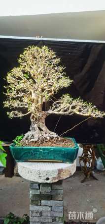 15公分对节白蜡