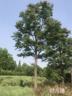 35公分栾树