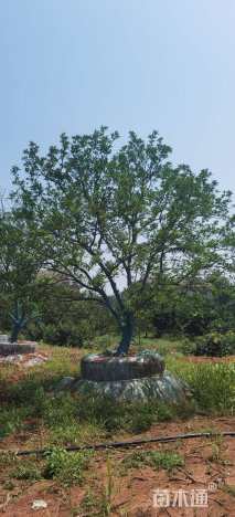 20公分丛生香橼