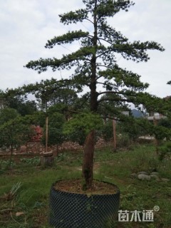 容器苗造型罗汉松