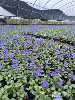 高度25厘米三色堇