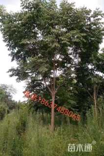 15公分绿叶复叶槭