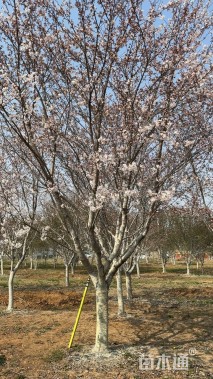 18公分染井吉野樱