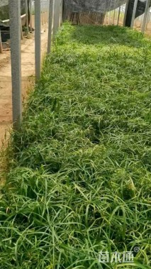 高度40厘米旱伞草