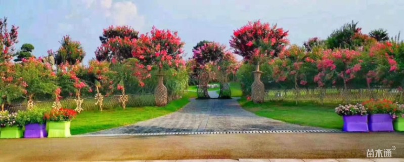 1.5公分紫薇花瓶