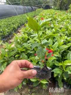 高度25厘米大红花