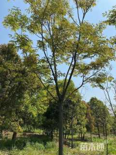 20公分黄山栾树