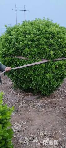 冠幅220厘米大叶黄杨球