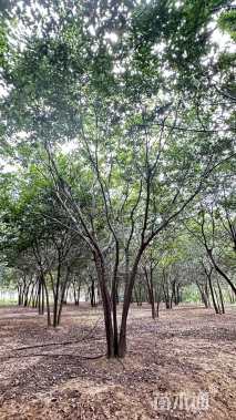 10公分(5杆)丛生朴树